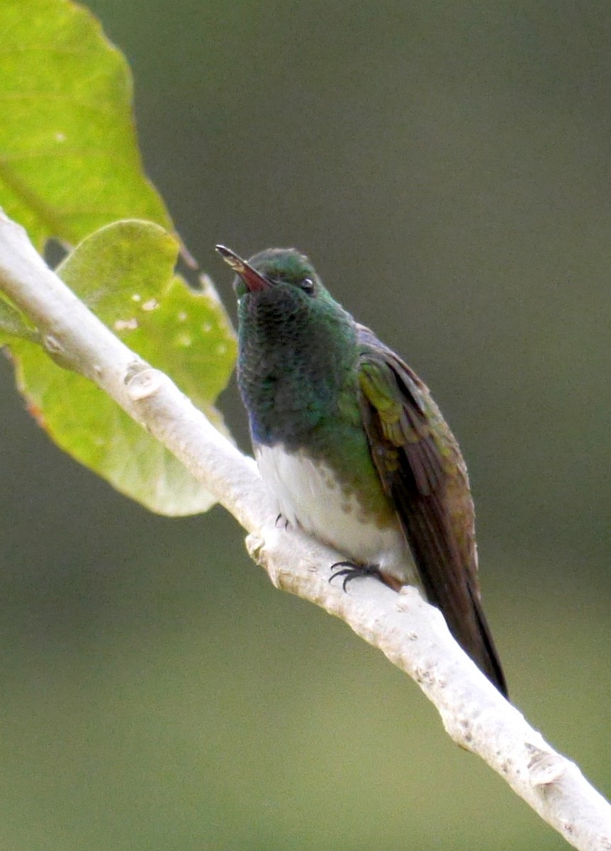 Snowy-bellied Hummingbird - ML92810631