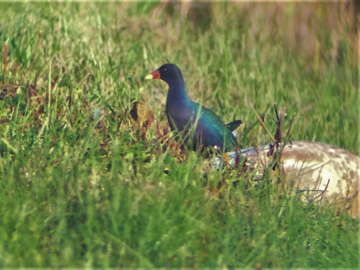 Purple Gallinule - ML92813051