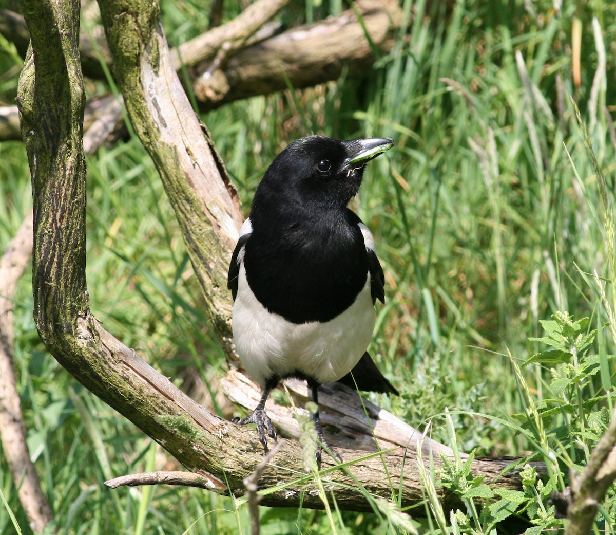 Eurasian Magpie - Tom Benson