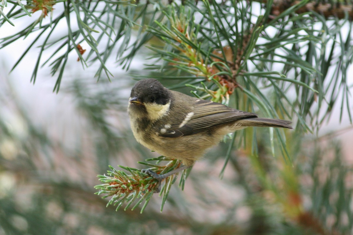 Coal Tit - ML92816301