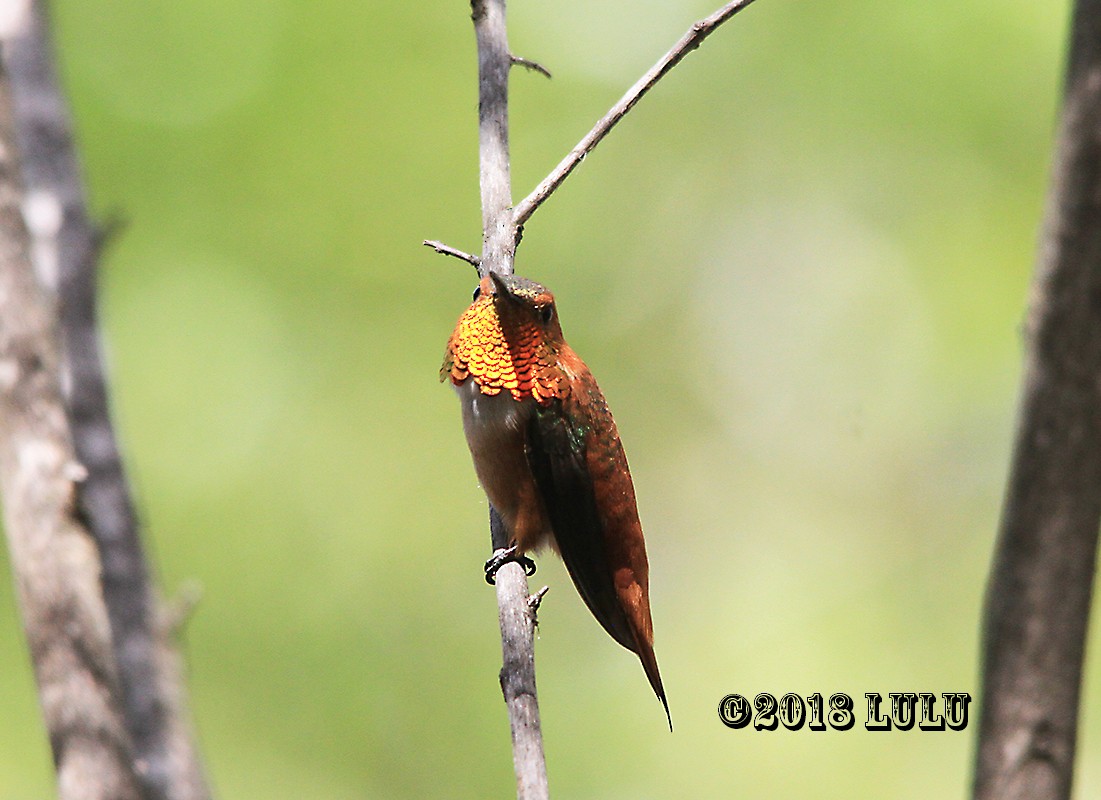 Colibrí Rufo - ML92816361