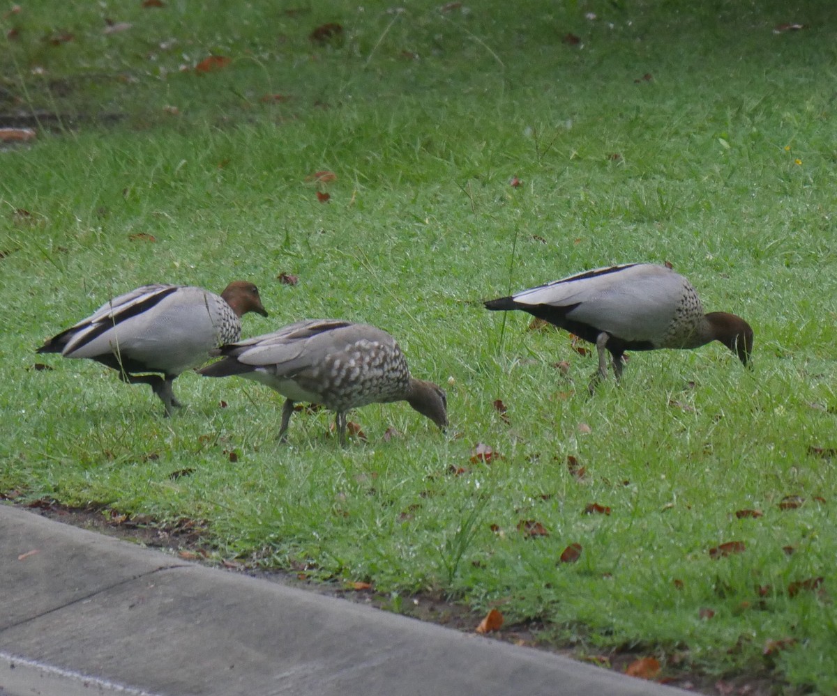 Maned Duck - ML92816491