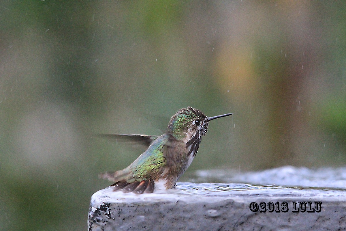 Colibrí Calíope - ML92816891