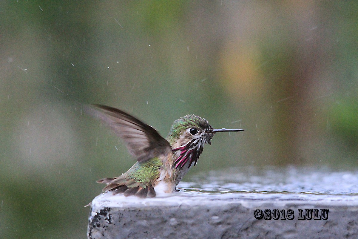 Calliope Hummingbird - ML92816901