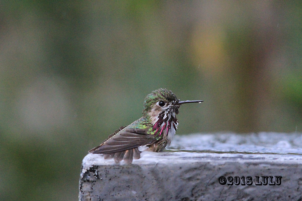 Calliope Hummingbird - ML92816961