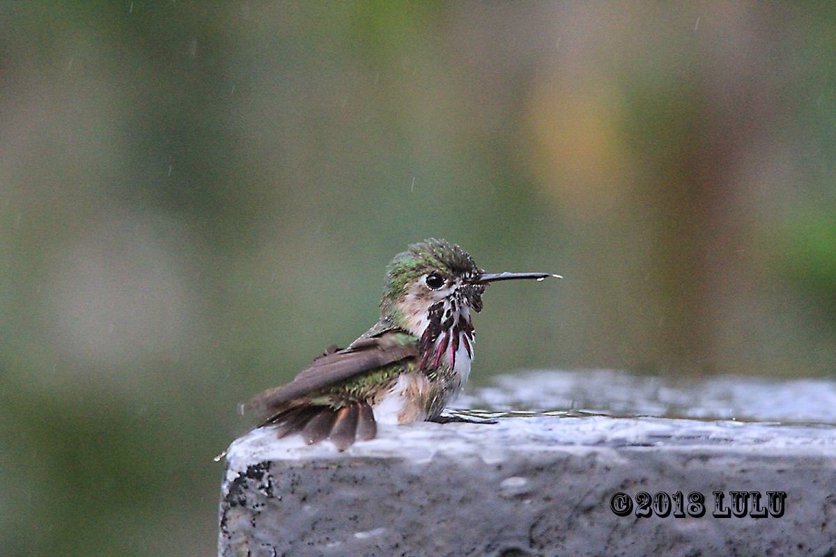 Colibrí Calíope - ML92816971