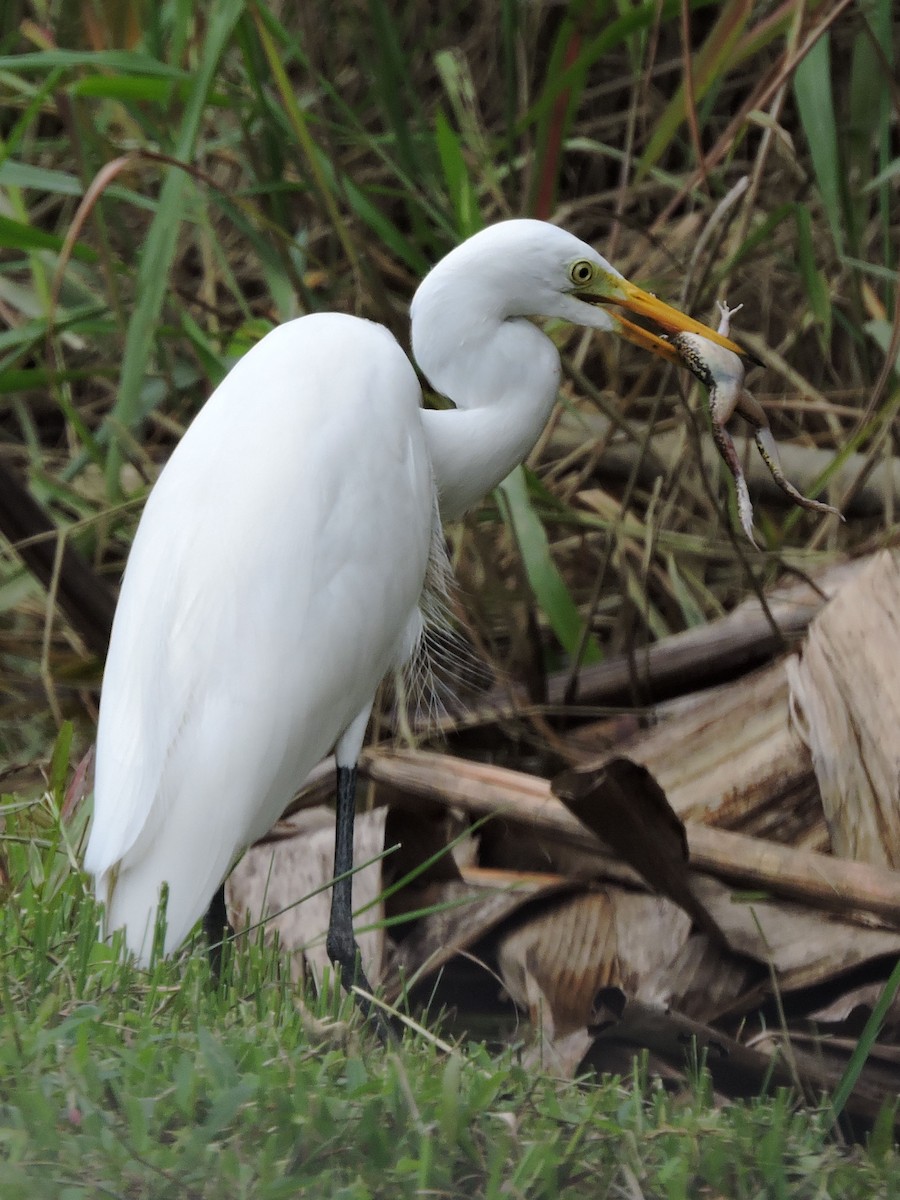 Medium Egret - ML92817151