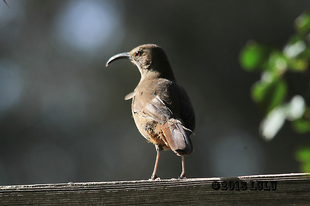 California Thrasher - ML92817291