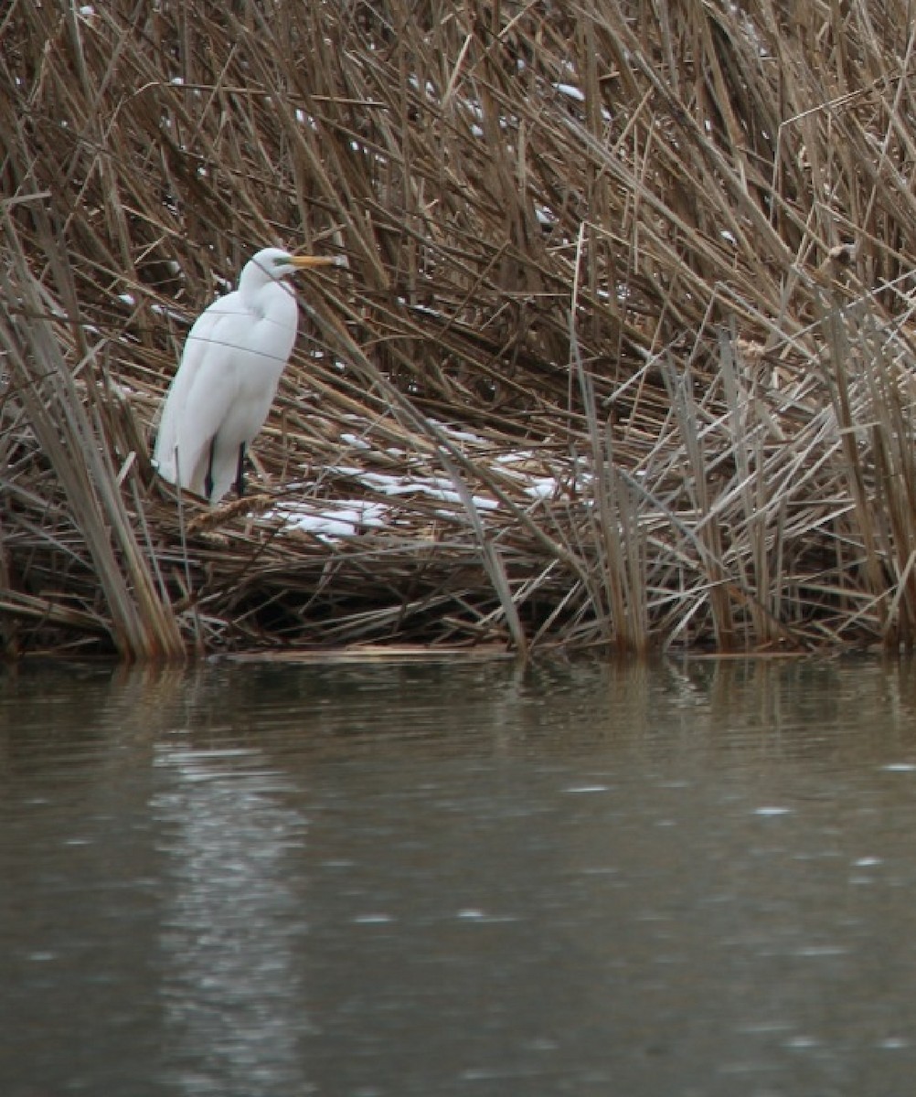 Great Egret - ML92817861