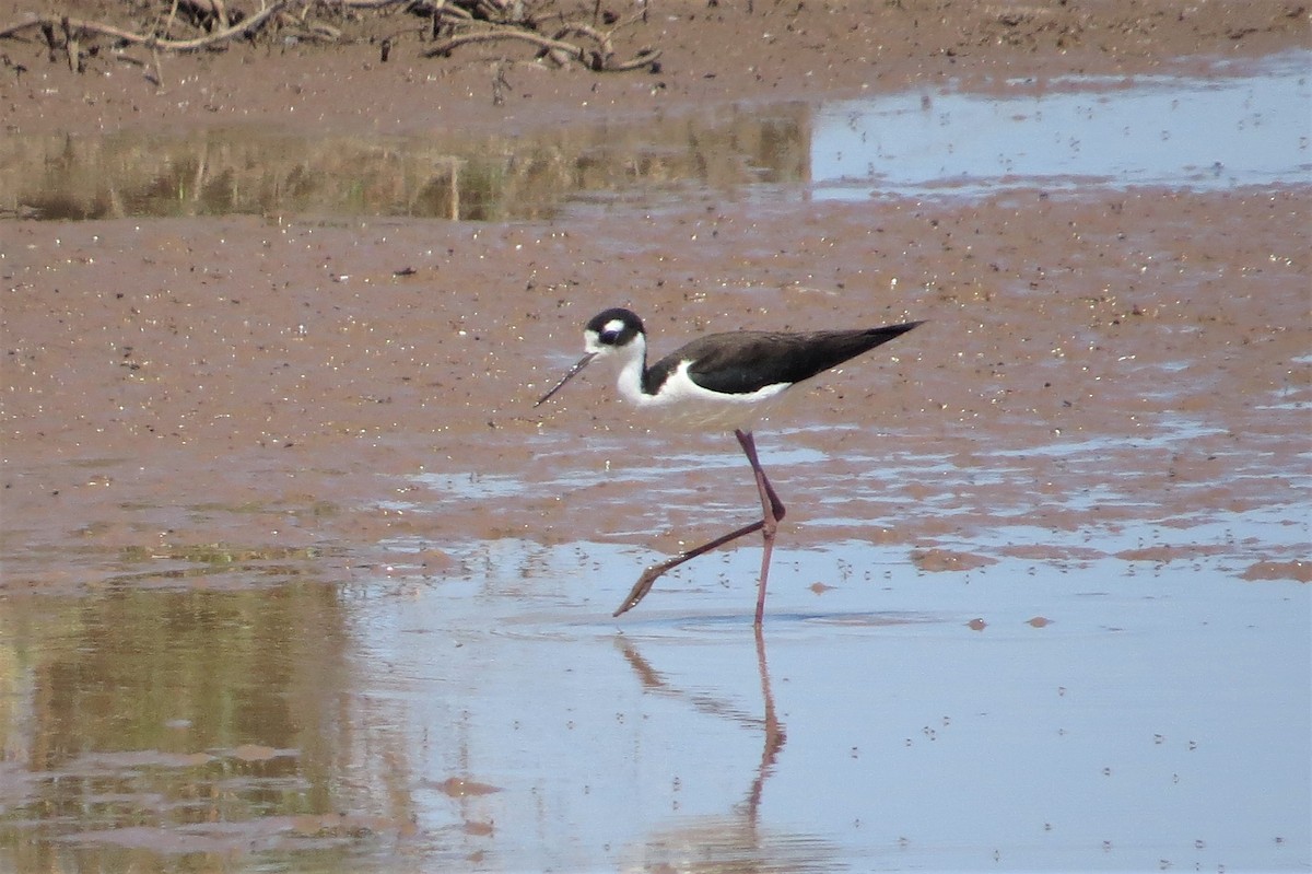 Black-necked Stilt - ML92819401