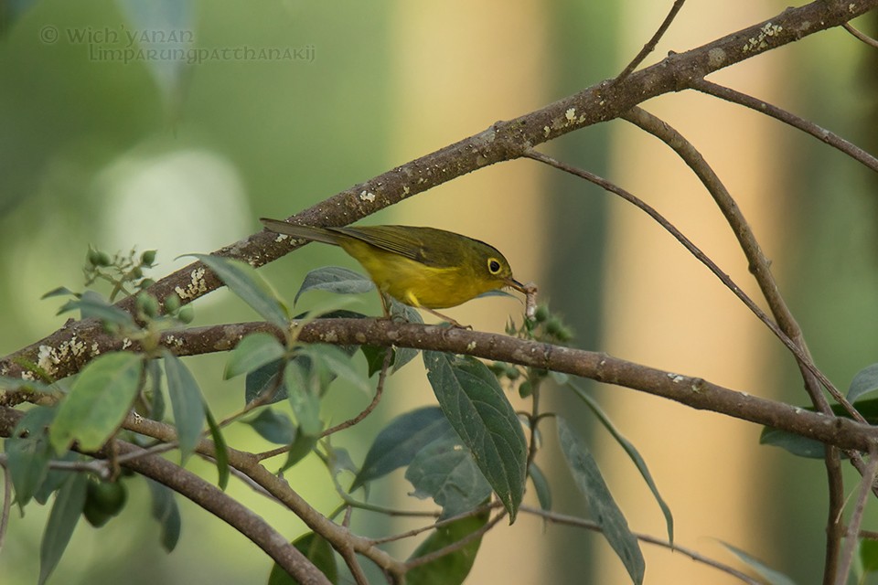 Mosquitero de Whistler - ML92820271