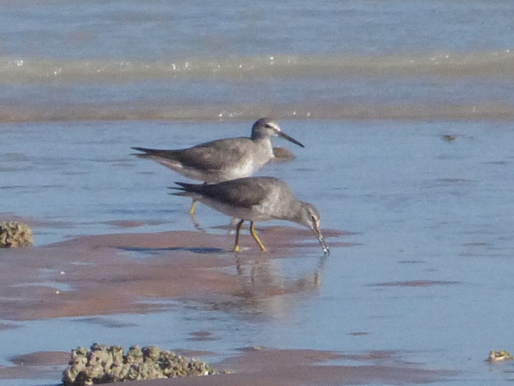 Gray-tailed Tattler - ML92824281