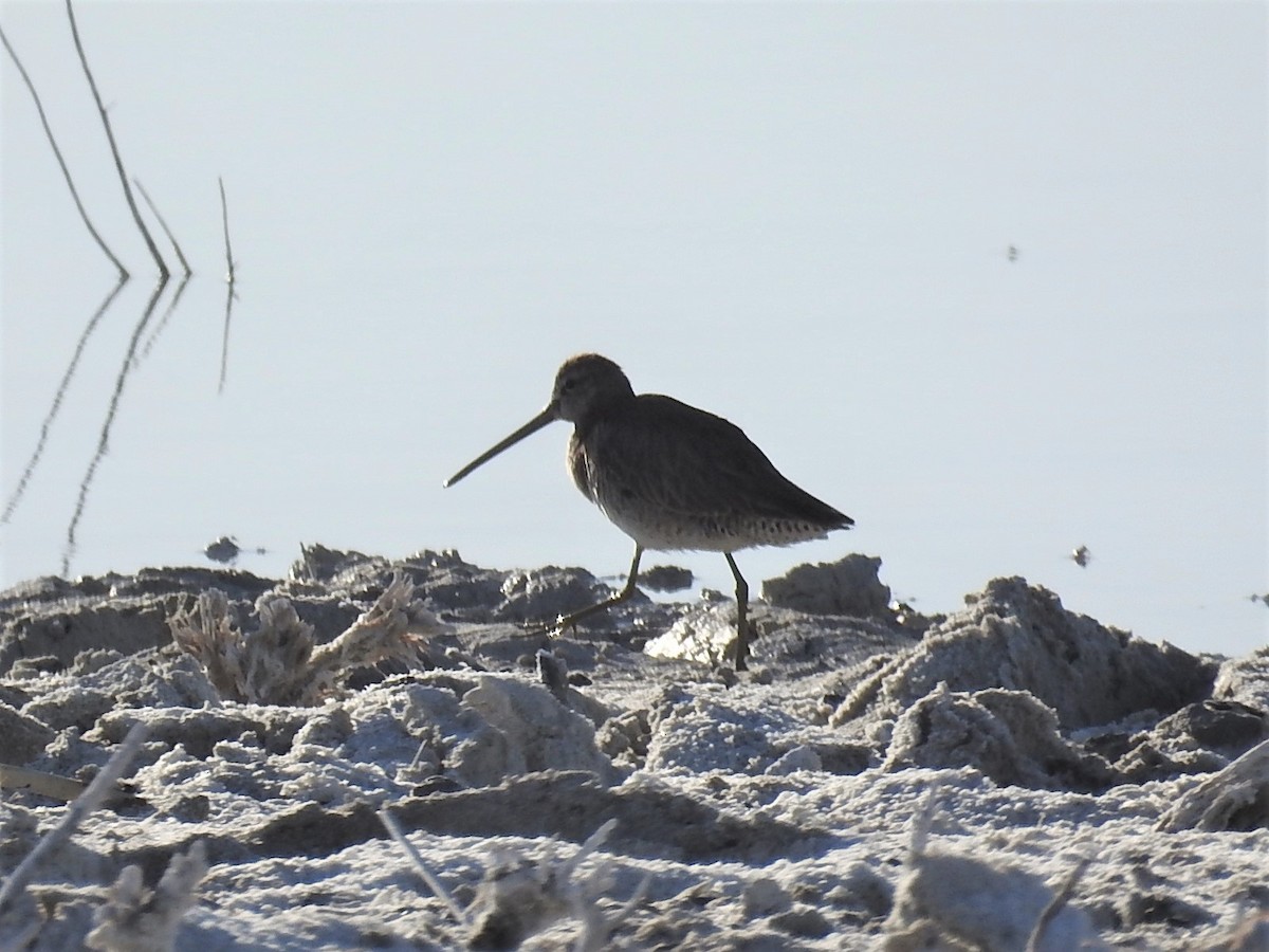 Long-billed Dowitcher - ML92824451