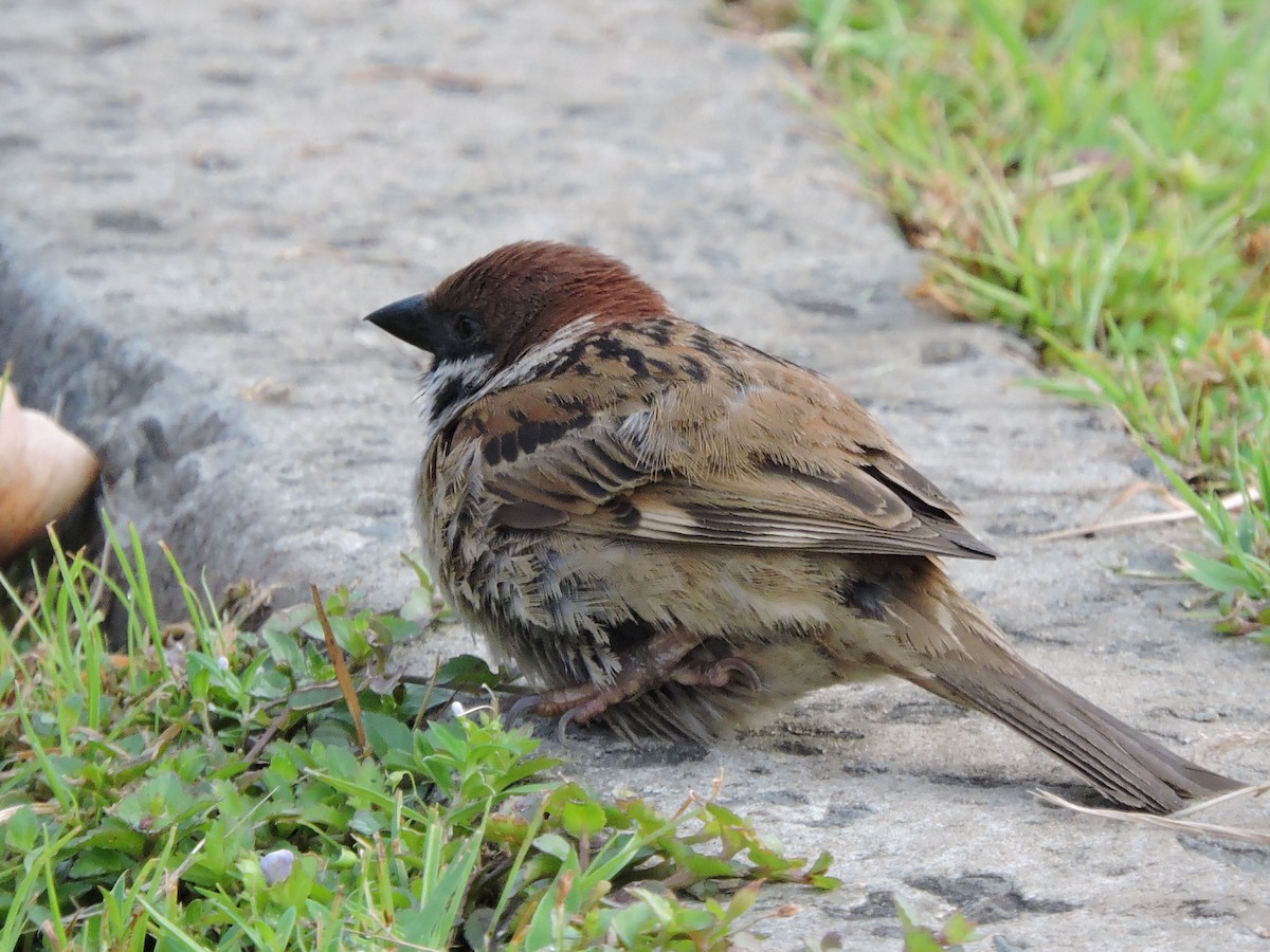 Eurasian Tree Sparrow - Anthony Wong