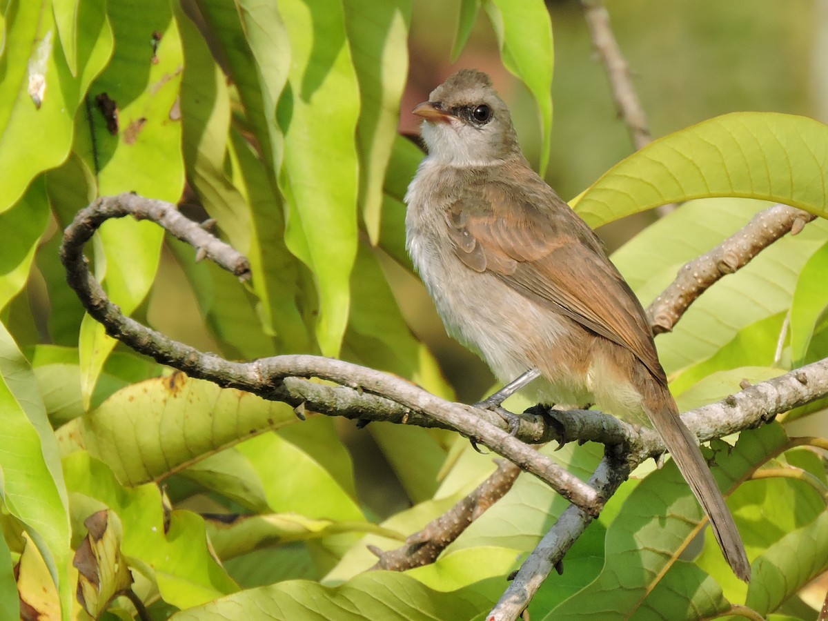 Yellow-vented Bulbul - Anthony Wong