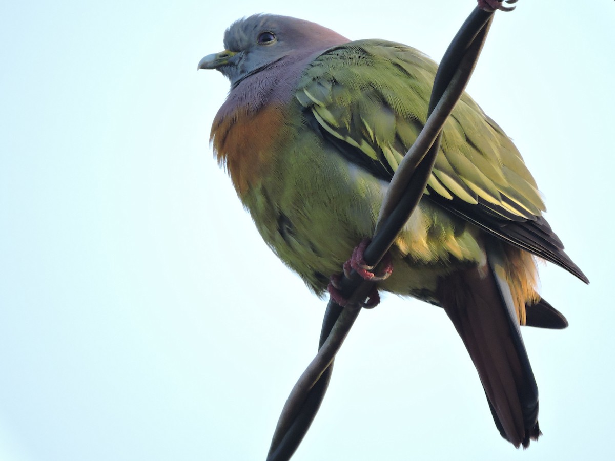 Pink-necked Green-Pigeon - Anthony Wong