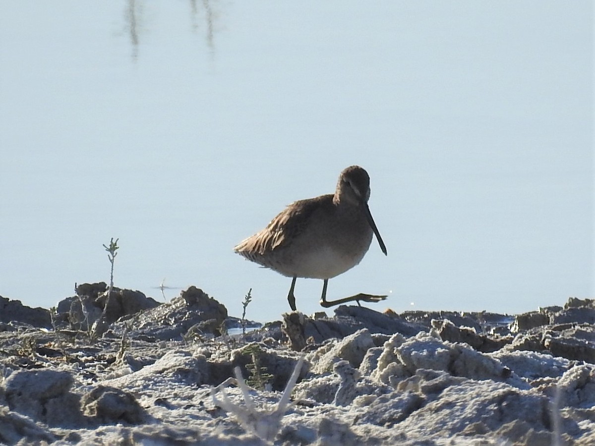 Long-billed Dowitcher - ML92824661