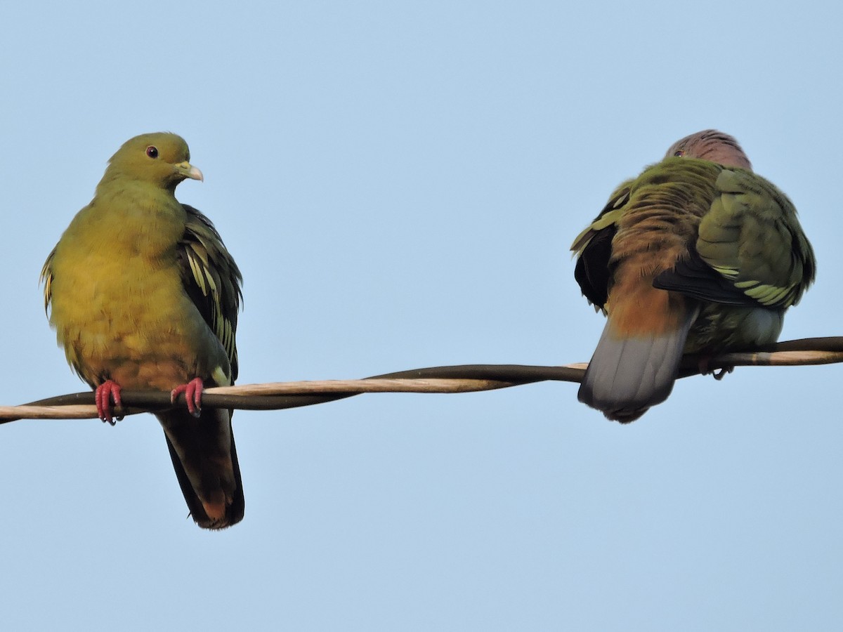 Pink-necked Green-Pigeon - Anthony Wong