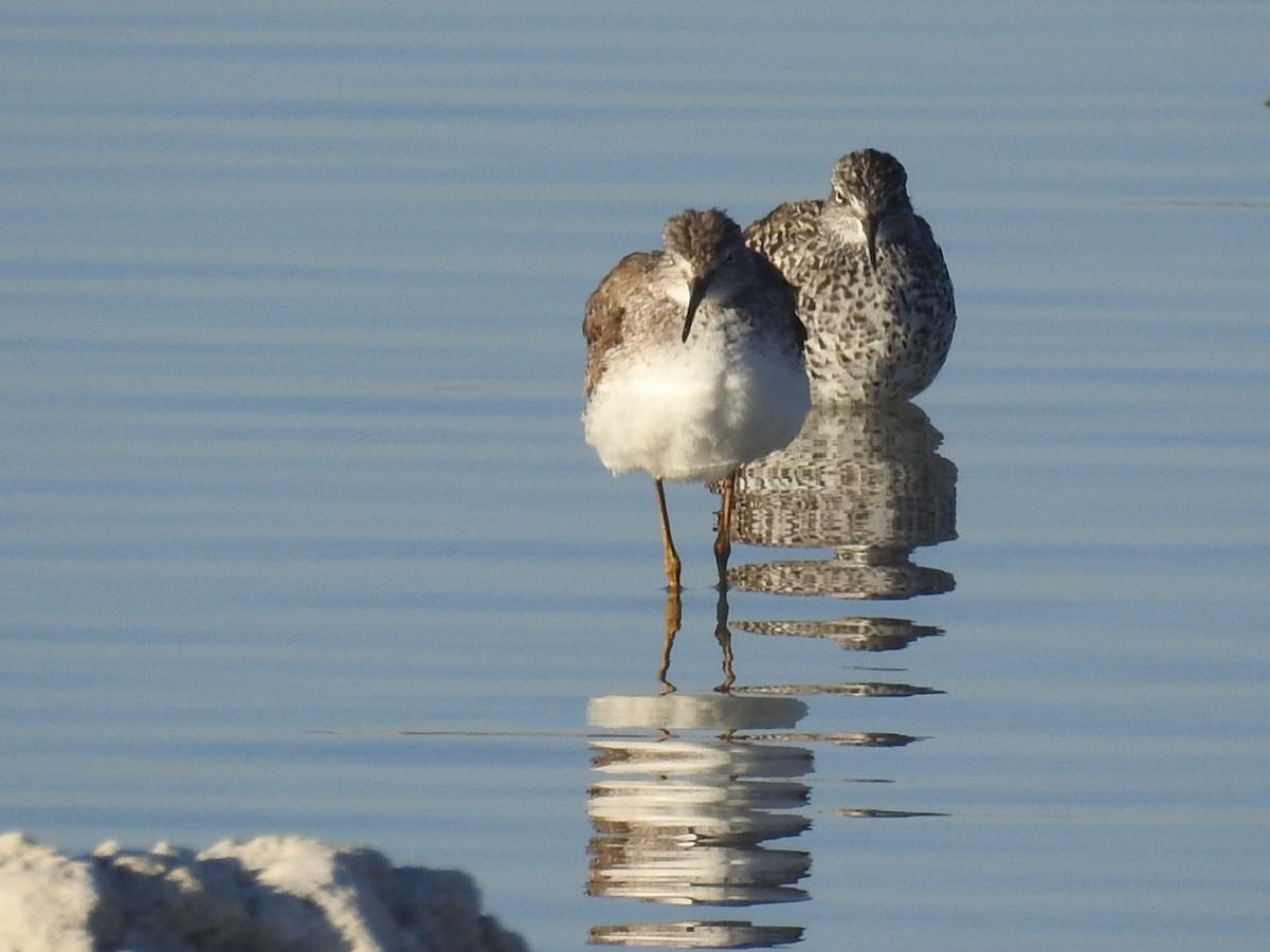 Lesser Yellowlegs - ML92825901