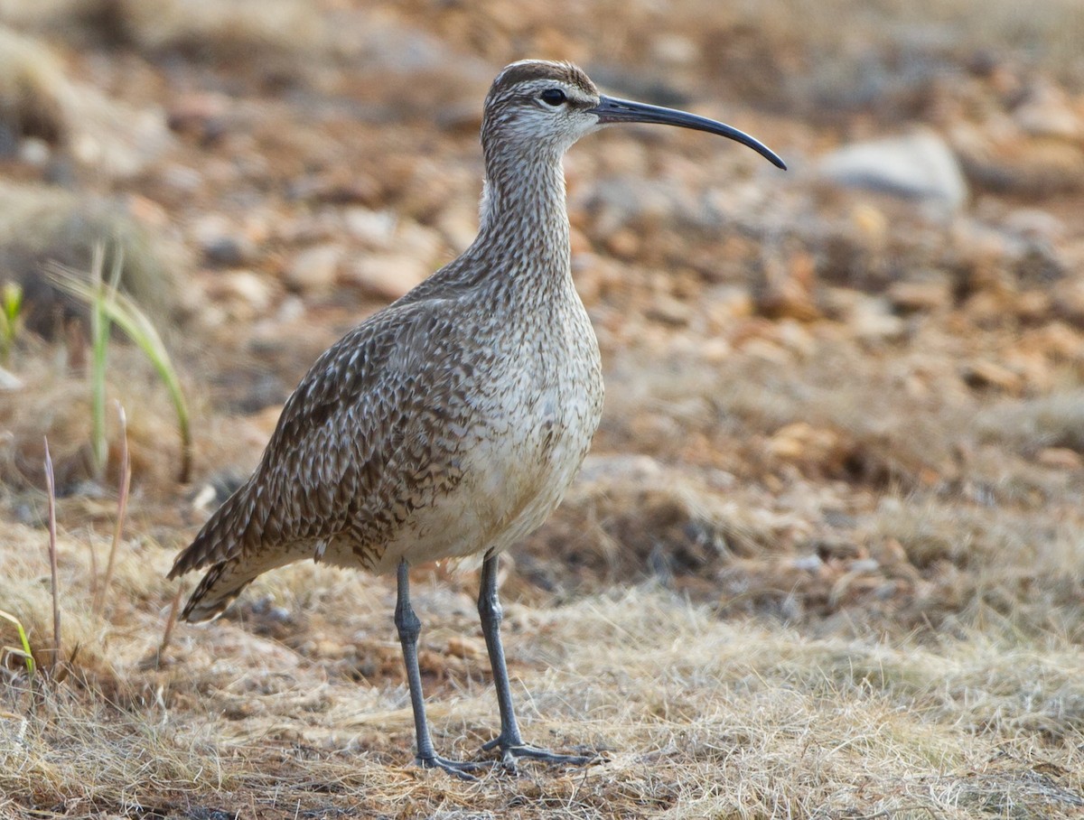 Whimbrel - ML92827261