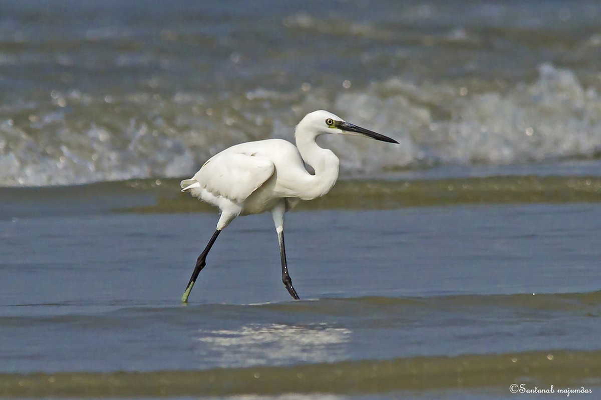 Western Reef-Heron - ML92827631