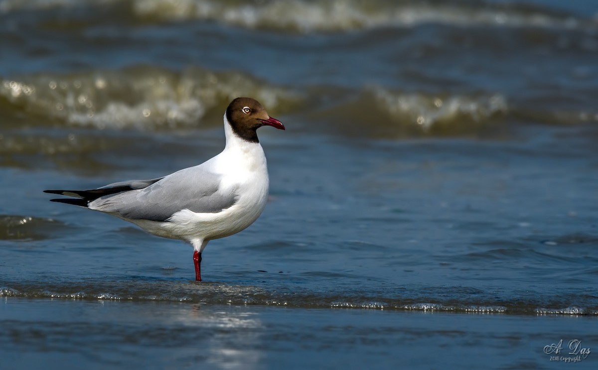 Brown-headed Gull - ML92828071