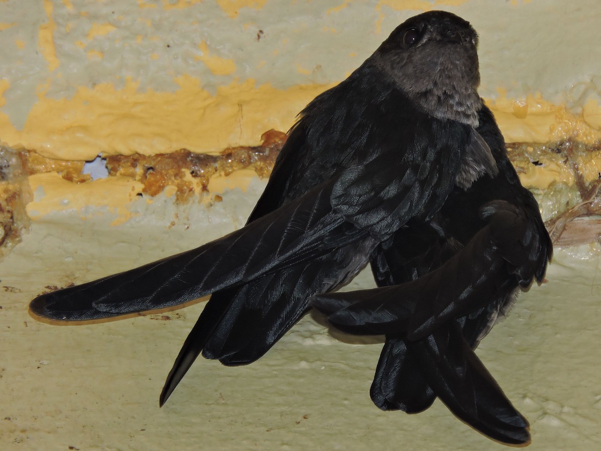 Plume-toed Swiftlet - ML92828421