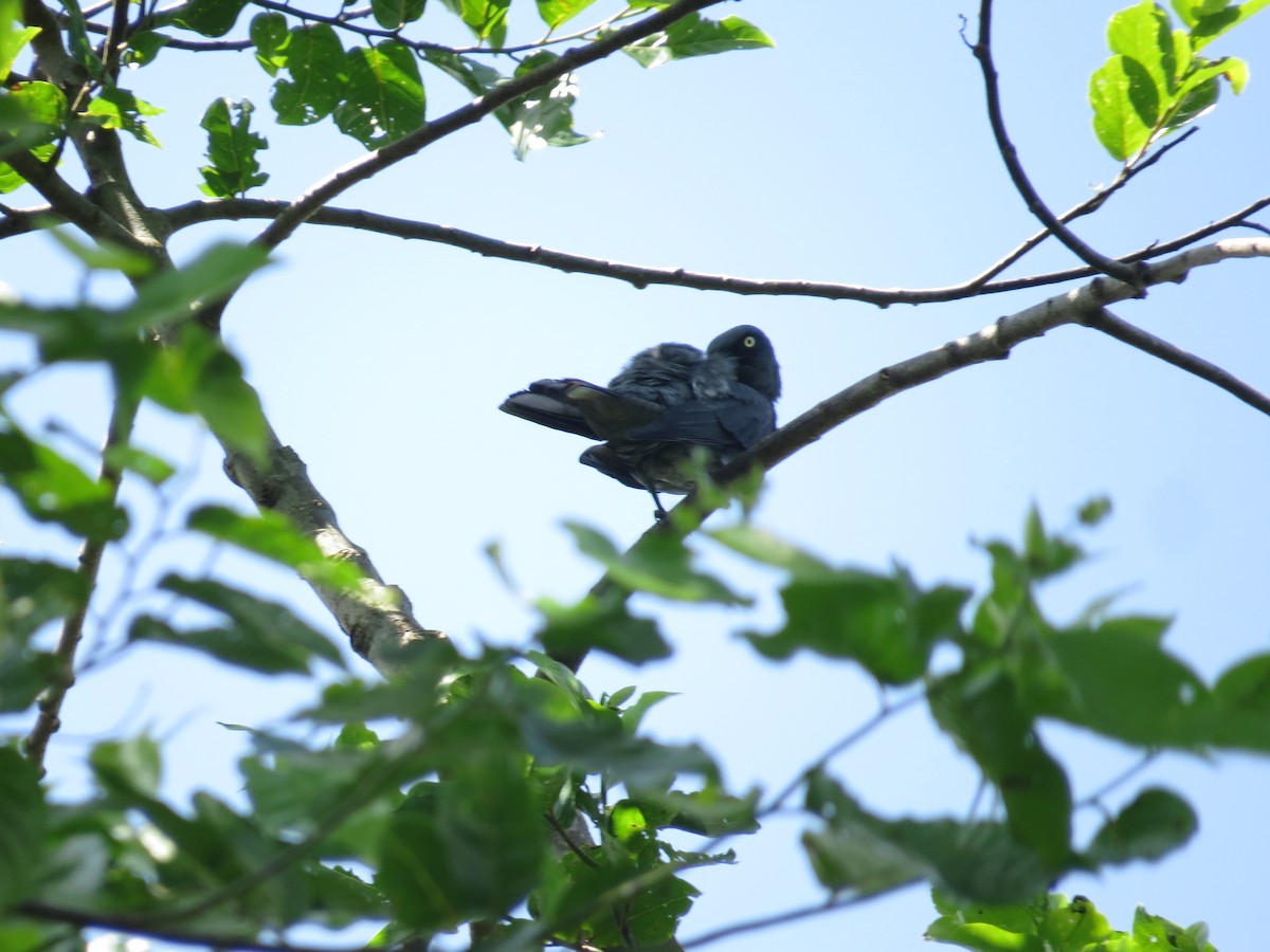 Bar-bellied Cuckooshrike - ML92828481