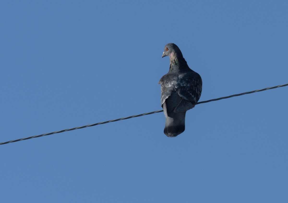 Rock Pigeon (Feral Pigeon) - ML92828651