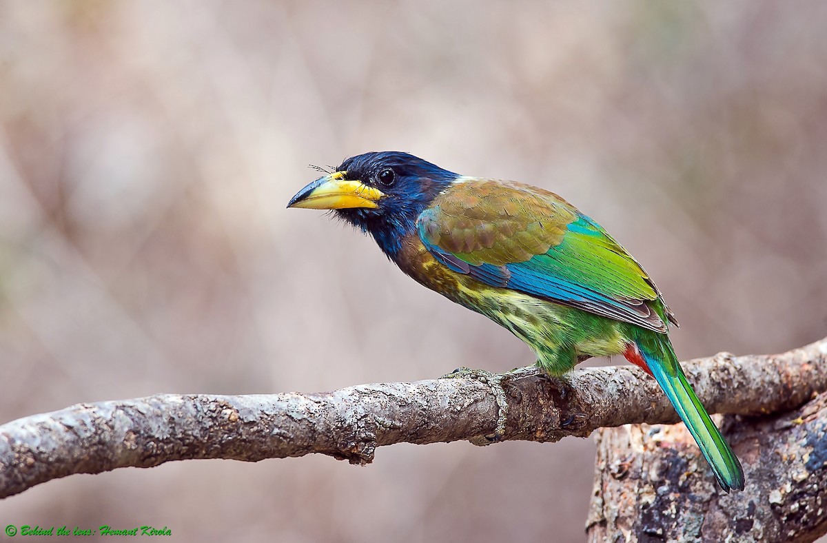 Great Barbet - ML92828791