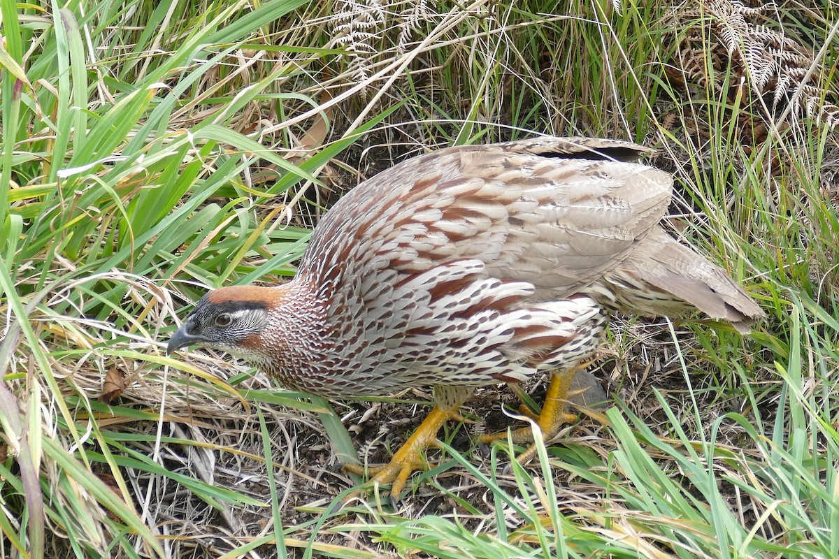 Erckel's Spurfowl - ML92828801