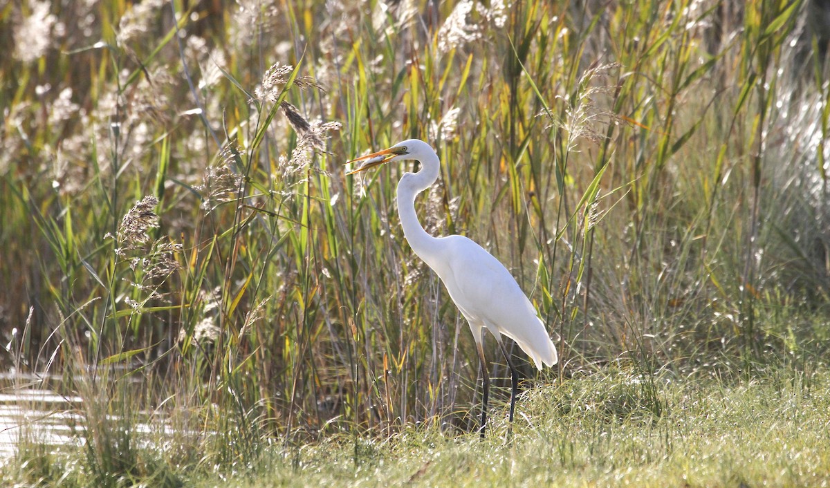 Great Egret (modesta) - ML92829151