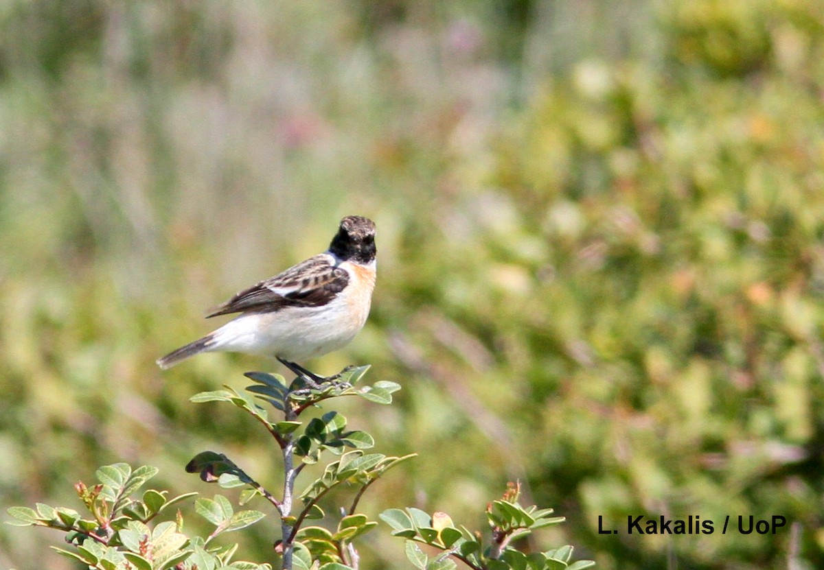 Siberian Stonechat - ML92829171