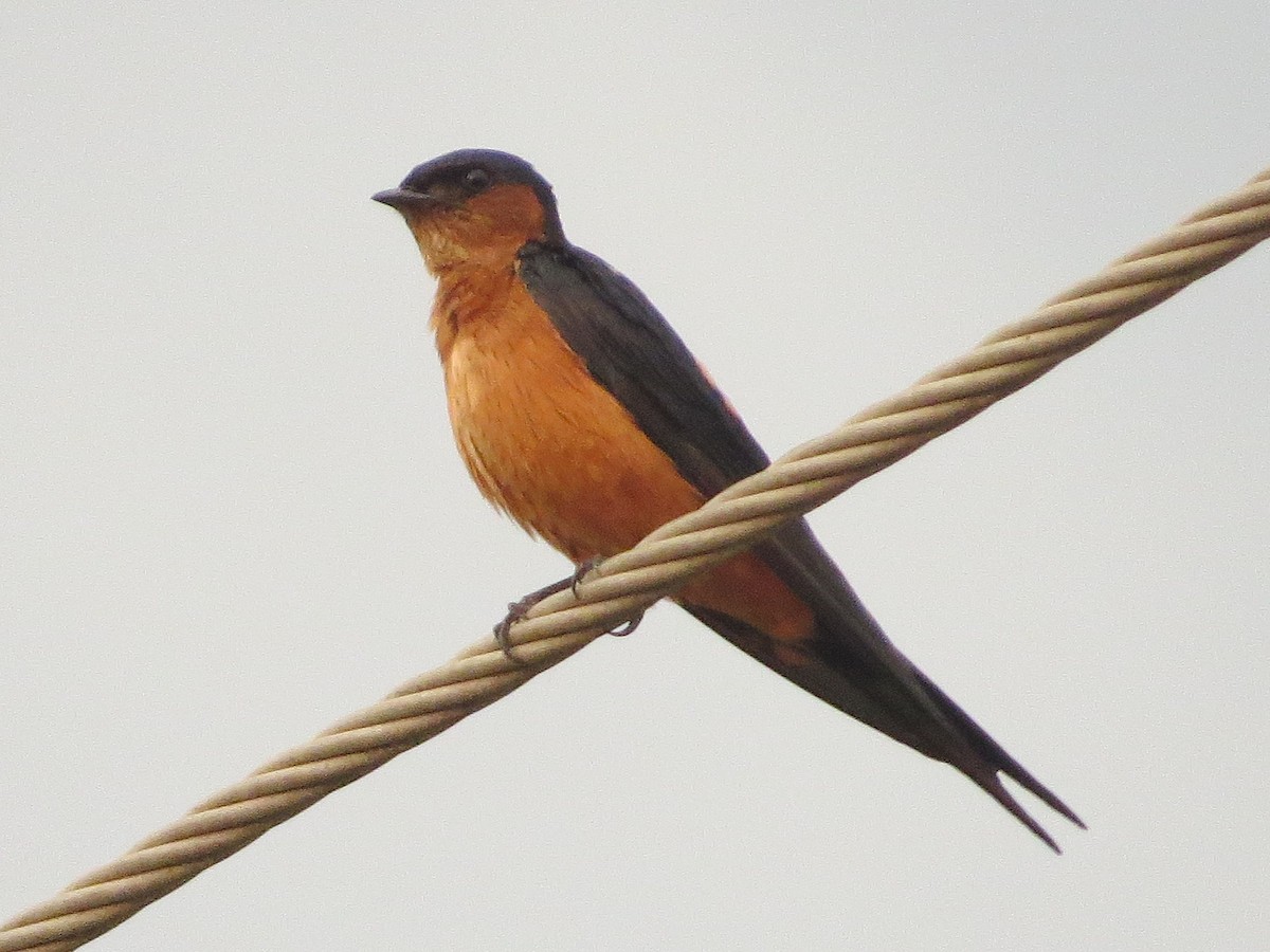 Sri Lanka Swallow - Bob Rigter