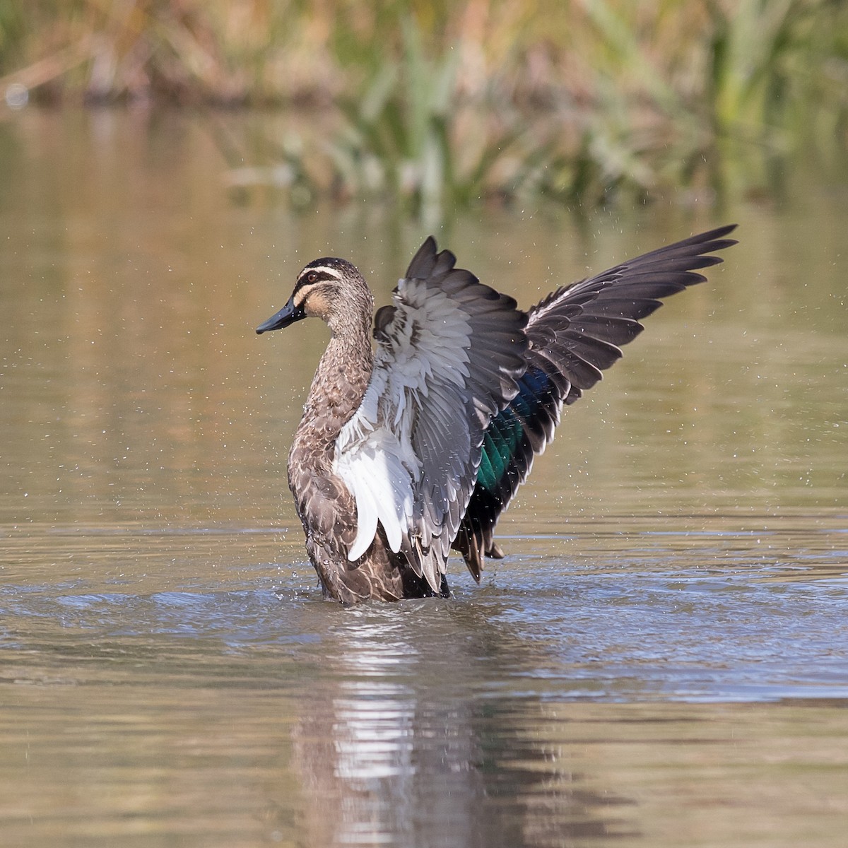 Pacific Black Duck - ML92830551