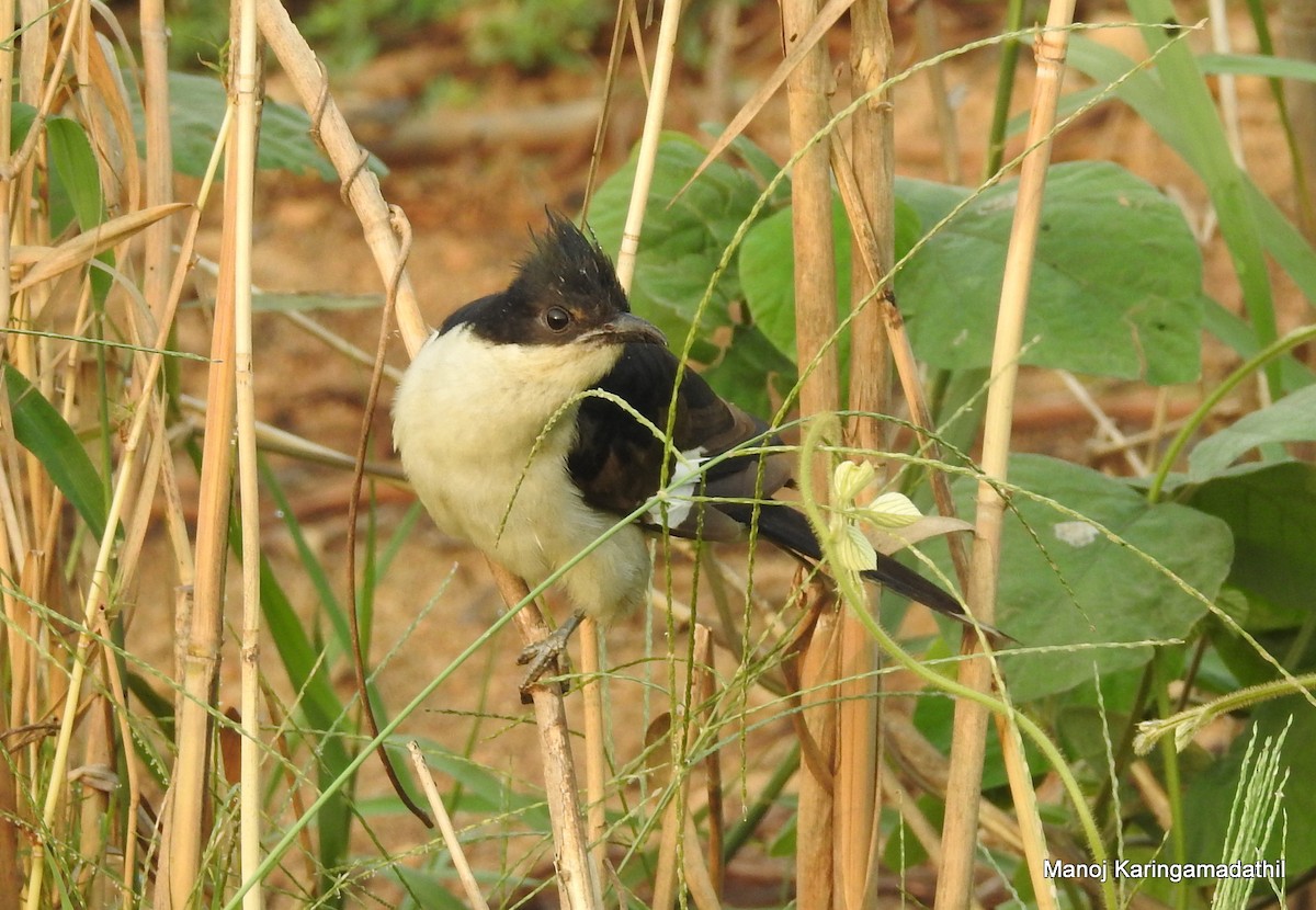 Pied Cuckoo - Manoj Karingamadathil