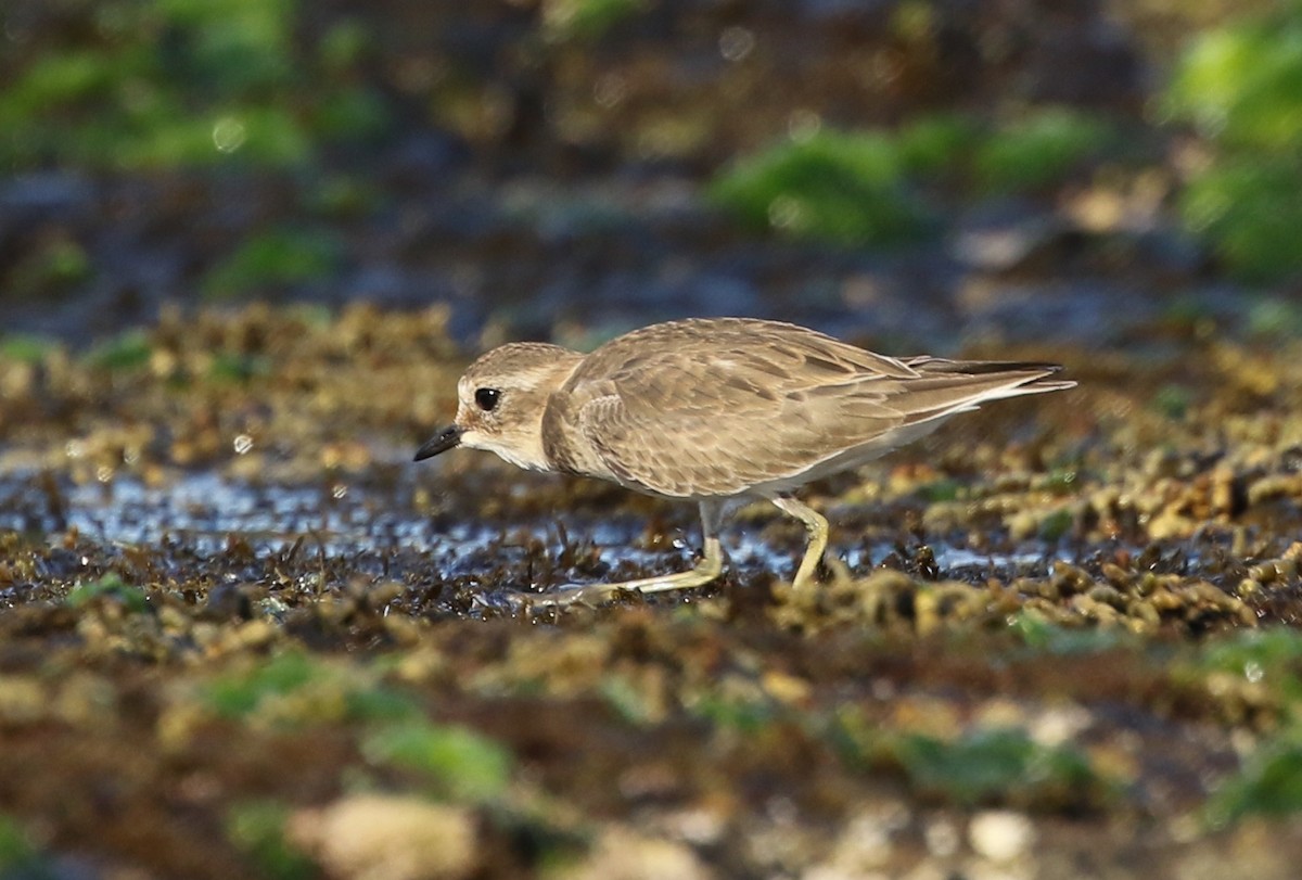 Double-banded Plover - David Ongley