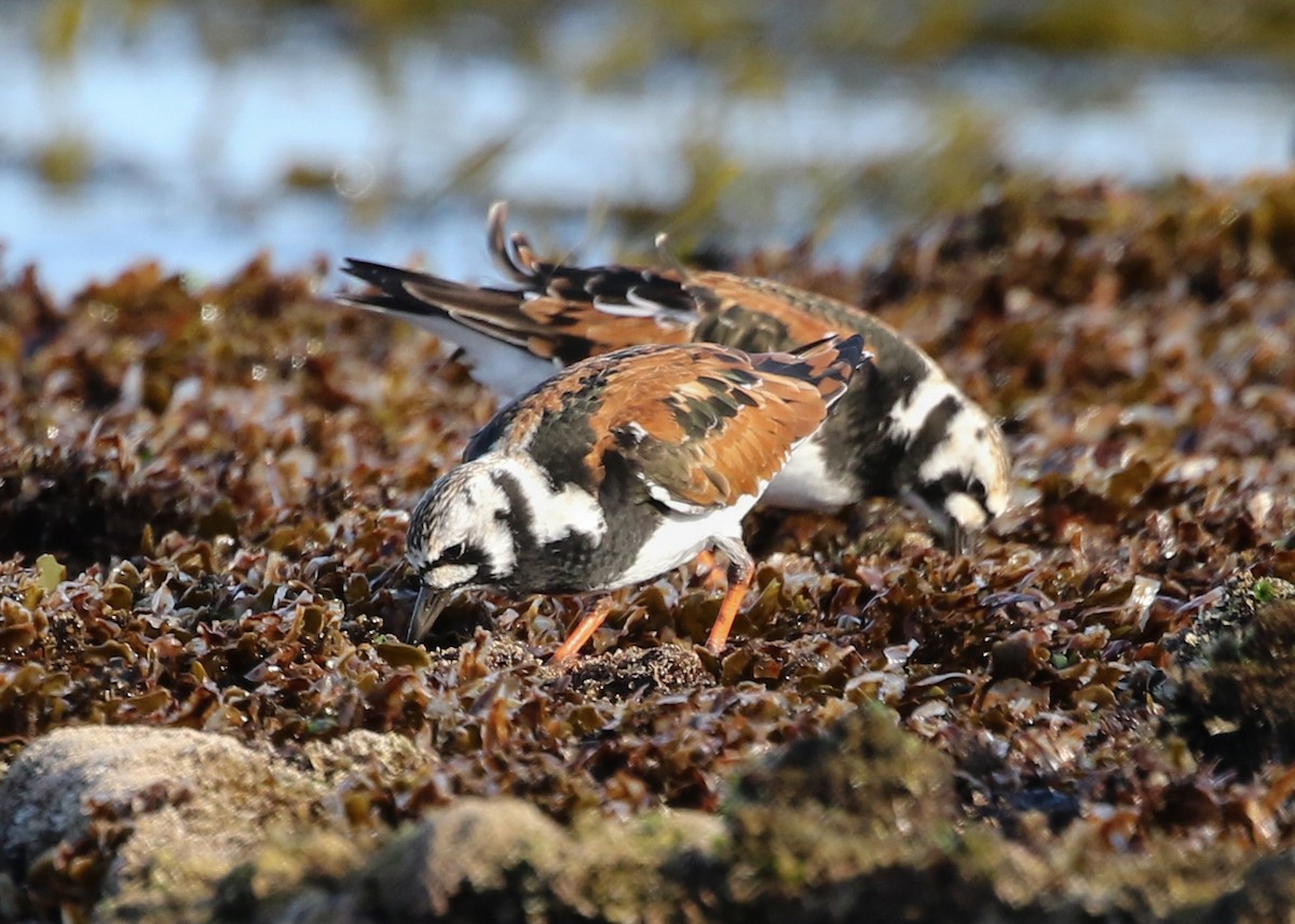 Ruddy Turnstone - David Ongley