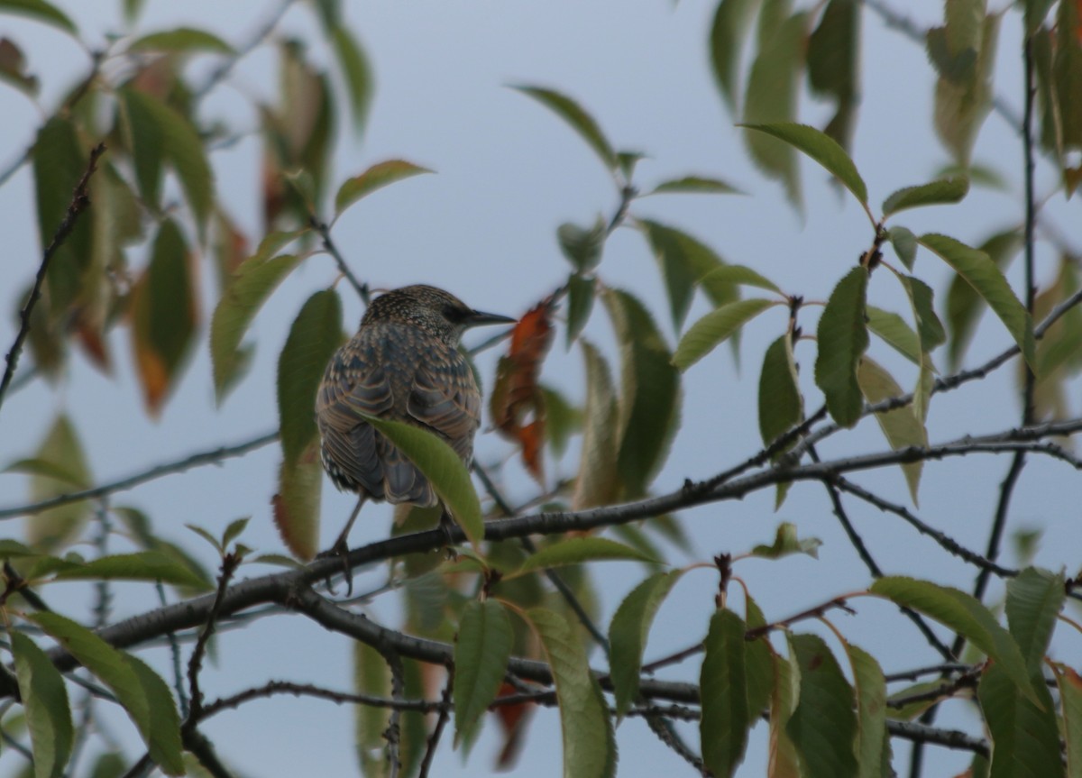 European Starling - Albert Linkowski