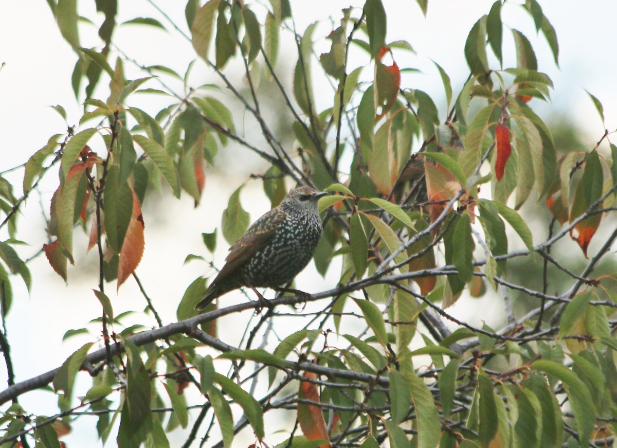 European Starling - Albert Linkowski