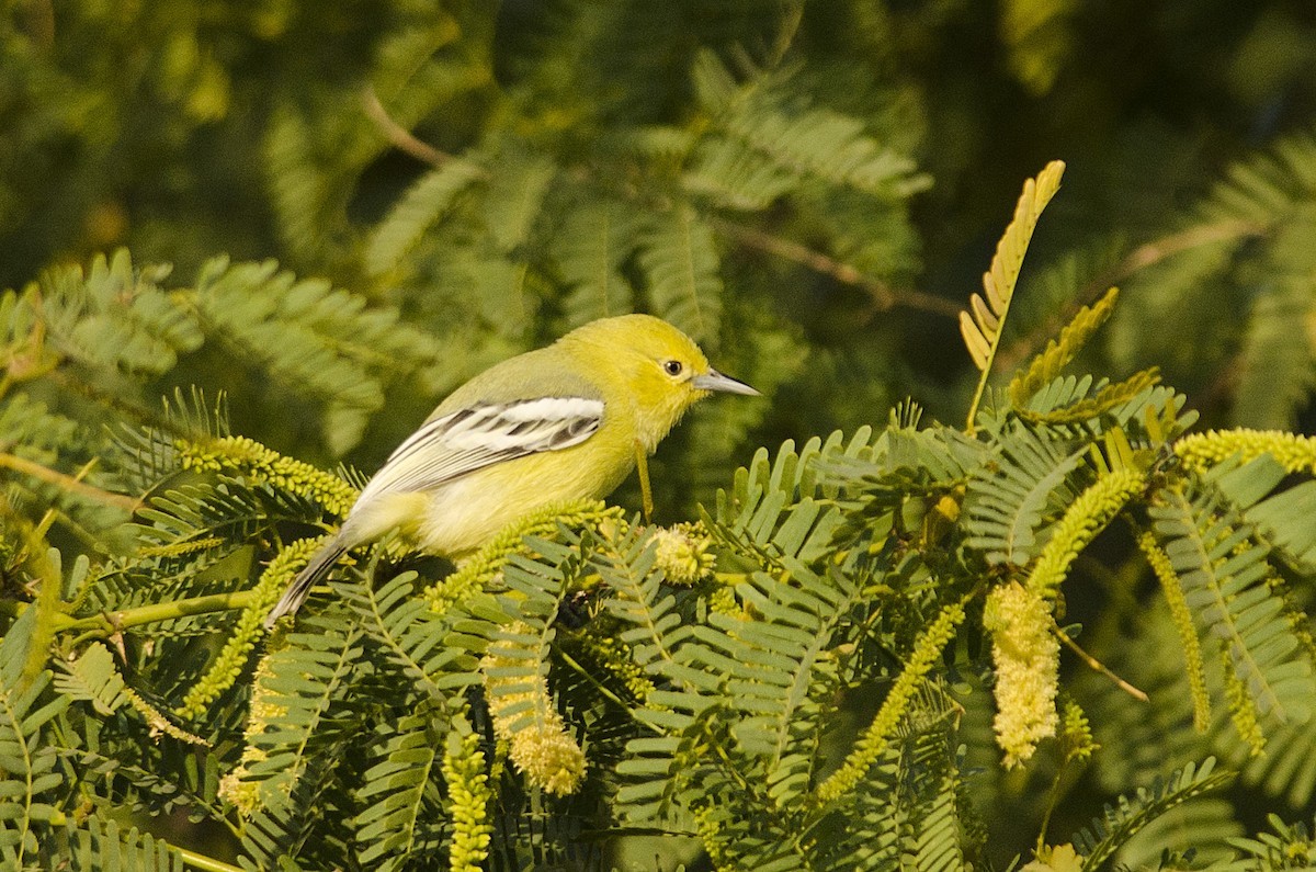 White-tailed Iora - Kannan AS