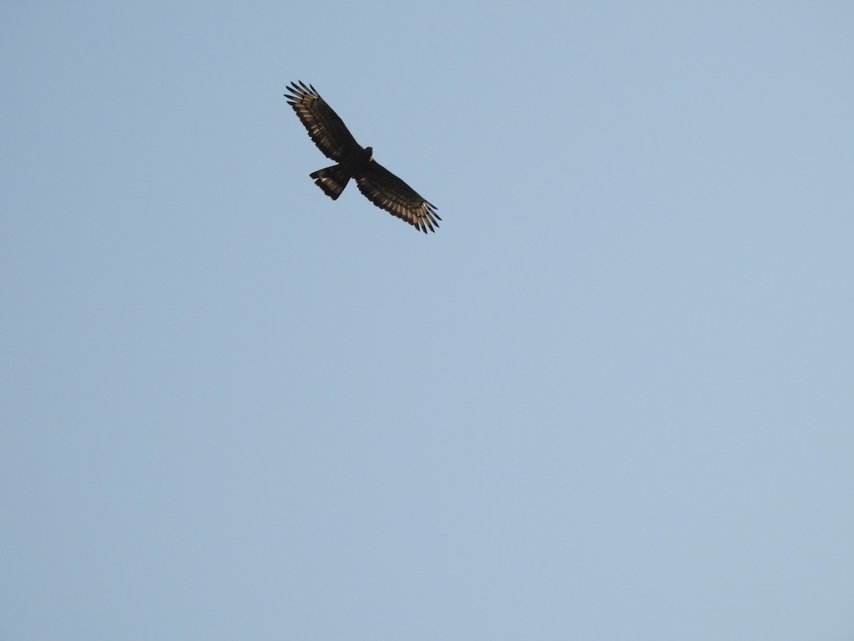 Crested Serpent-Eagle - ML92833031