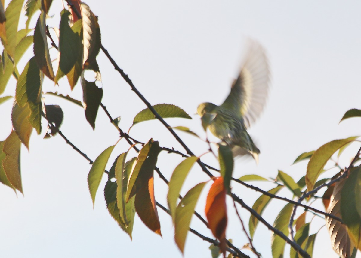 Eurasian Siskin - ML92833131