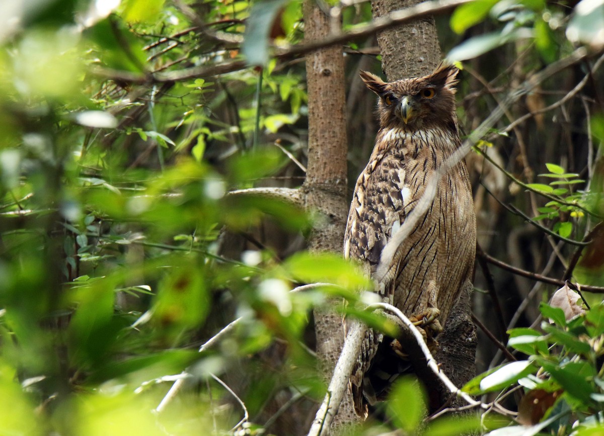 Brown Fish-Owl - ML92834061