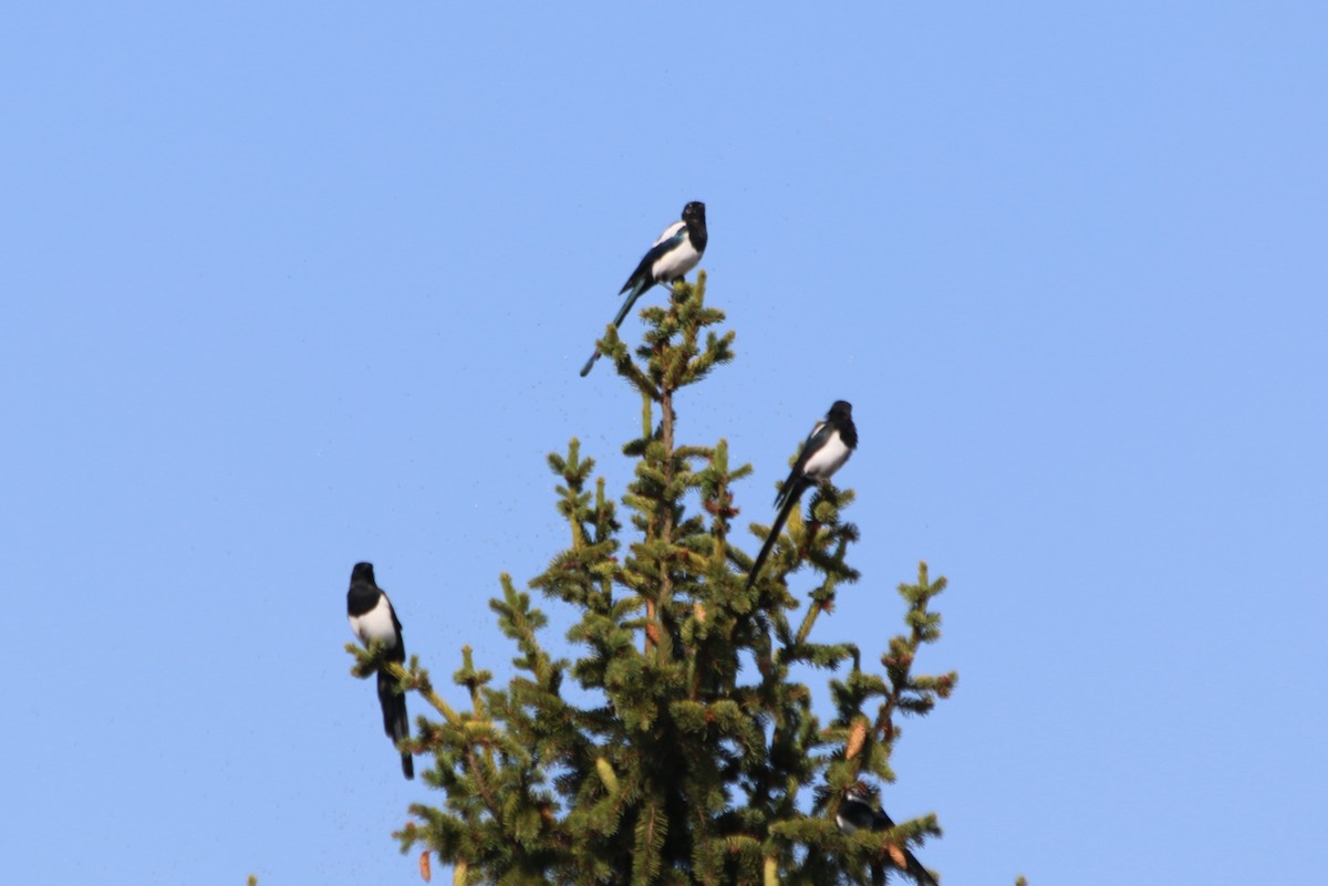 Eurasian Magpie - ML92834451