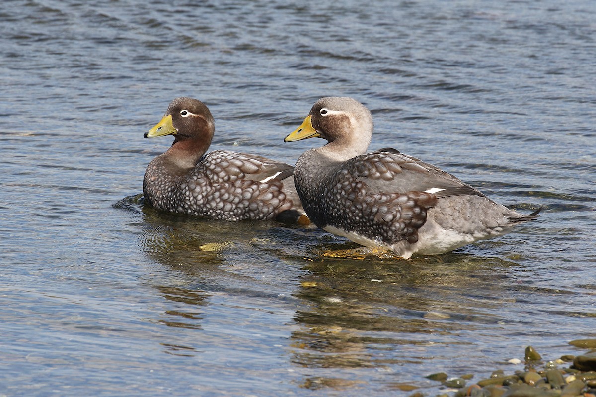 Falkland Steamer-Duck - ML92834751