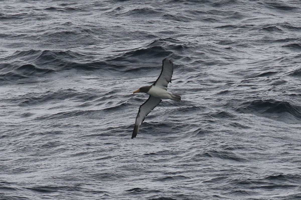Chatham Albatross - ML92834901