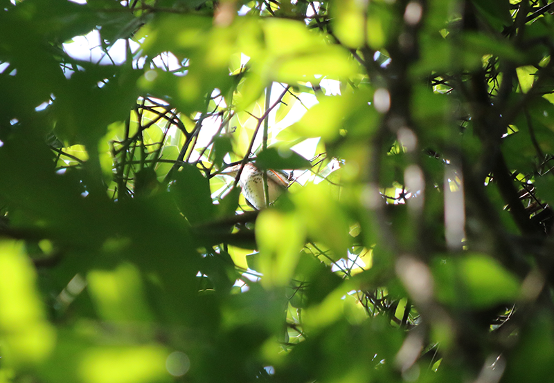 Gray-backed Thrush - Ben Keen