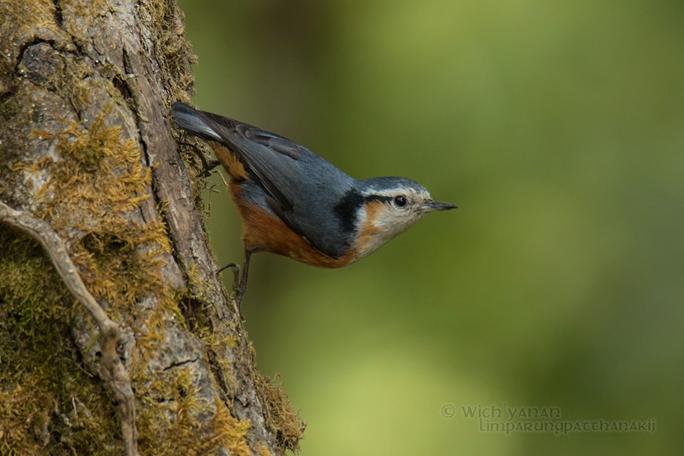 White-browed Nuthatch - ML92835641