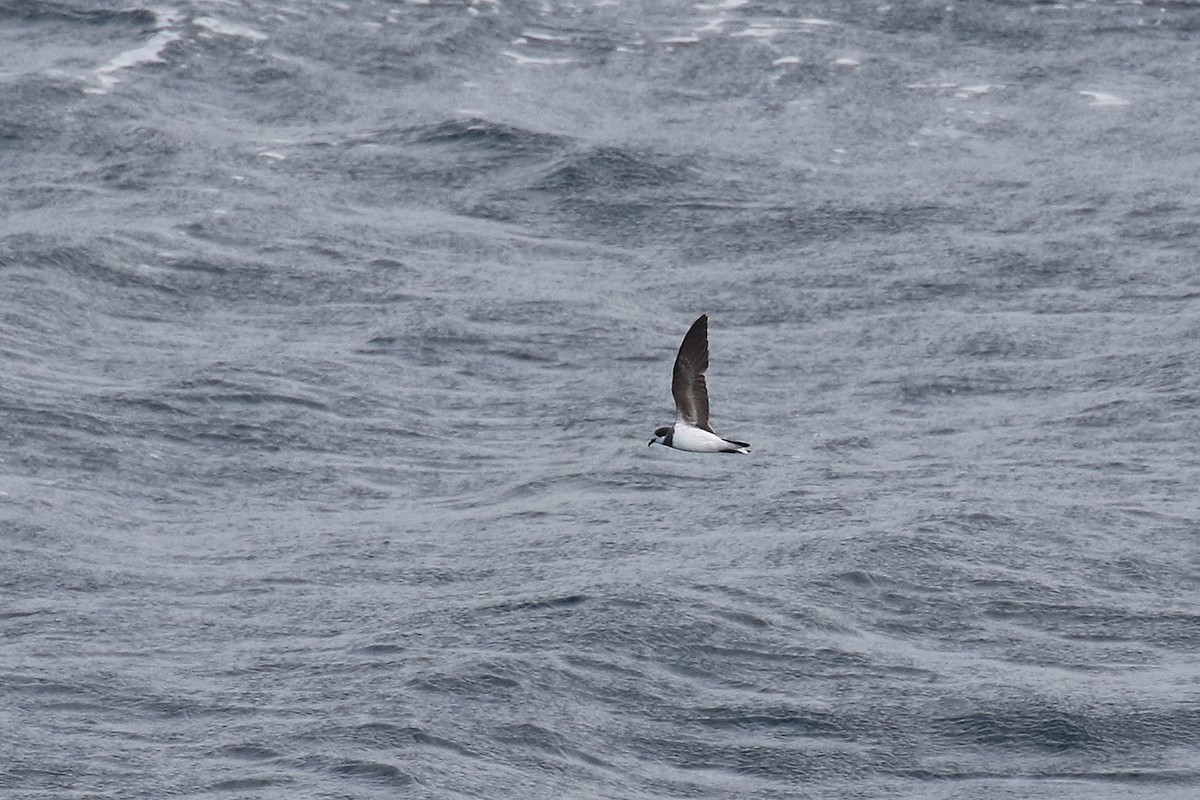 Ringed Storm-Petrel - ML92835931